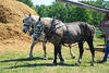 Percherons Pulling Grain Wagon